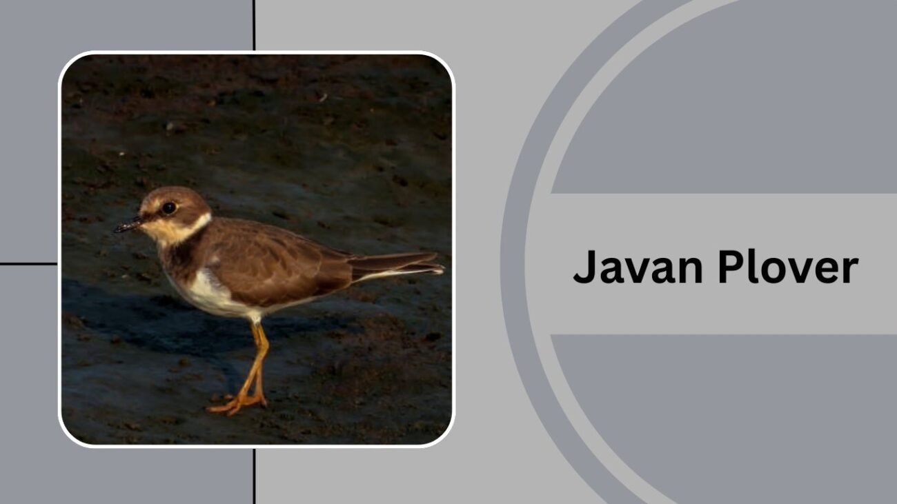 Javan Plover