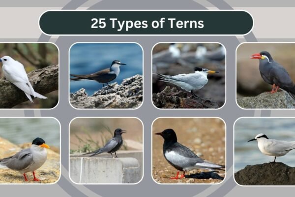 25 Types of Terns