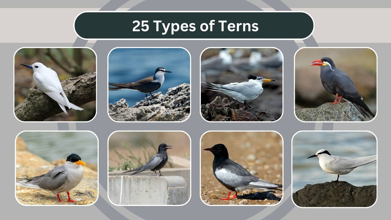25 Types of Terns