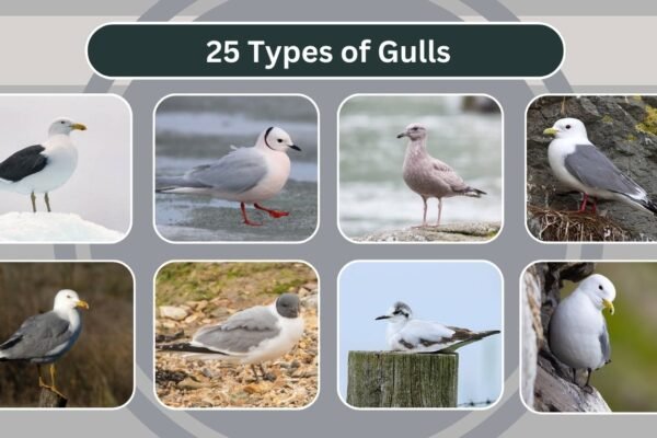 25 Types of Gulls