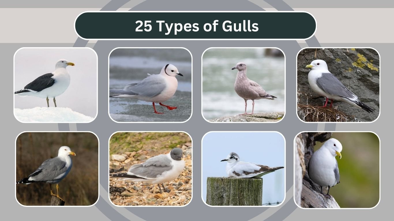 25 Types of Gulls