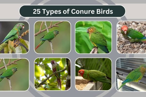 25 Types of Conure Birds
