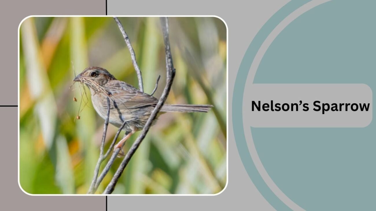 Nelson’s Sparrow