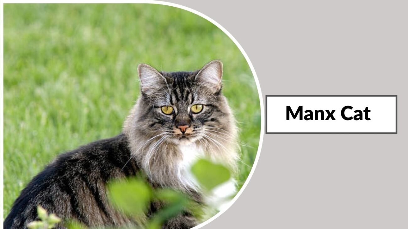 Manx Cat
