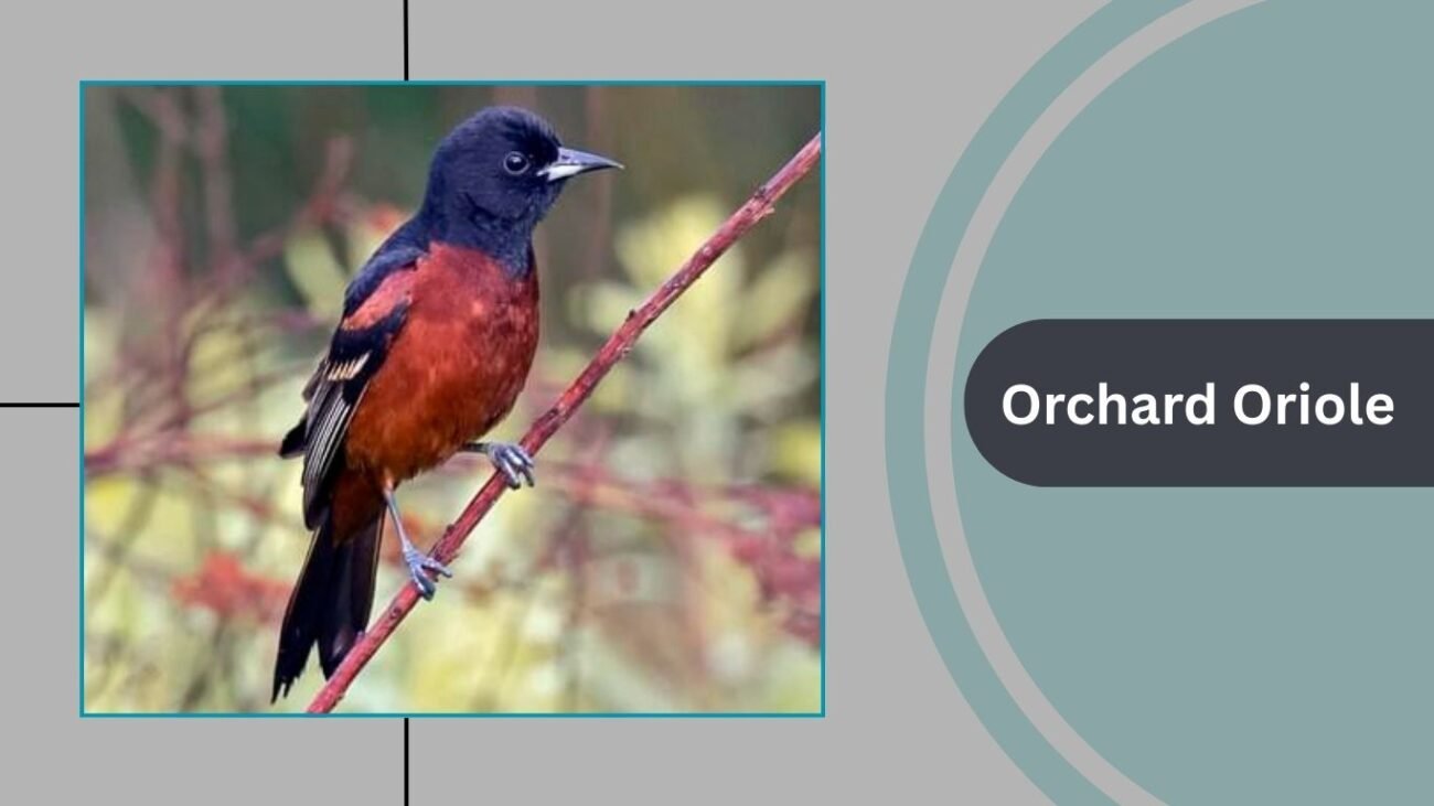 Orchard Oriole