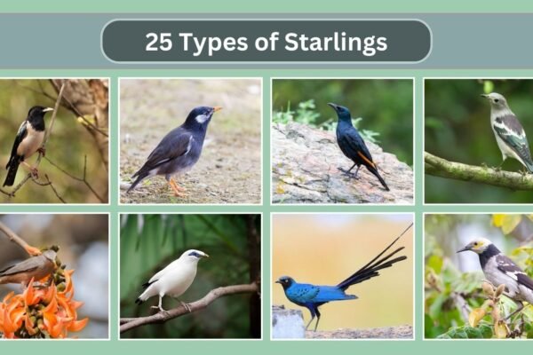 25 Types of Starlings