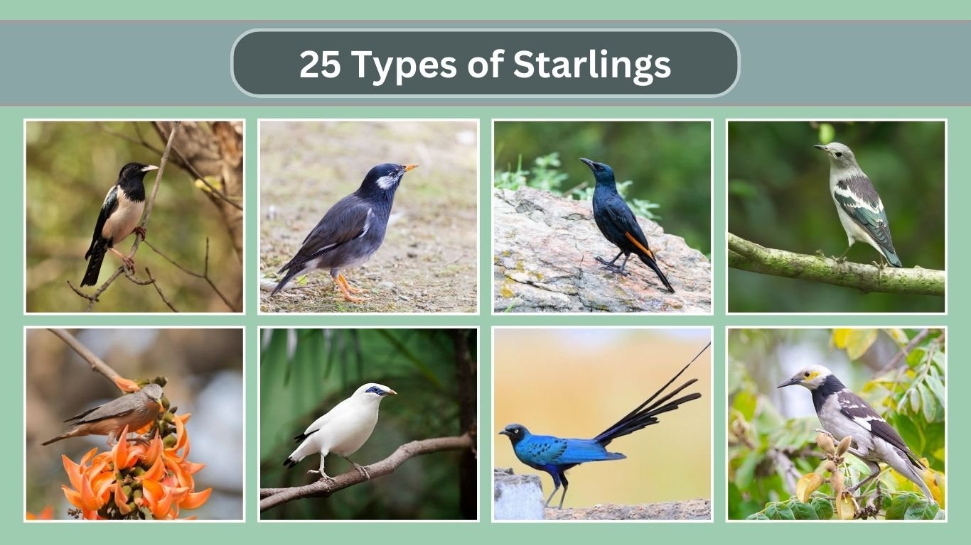 25 Types of Starlings