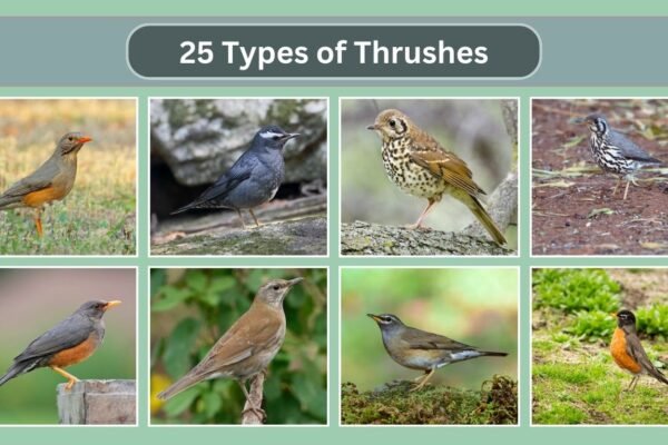 25 Types of Thrushes
