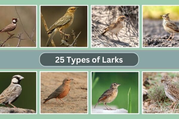 25 Types of Larks