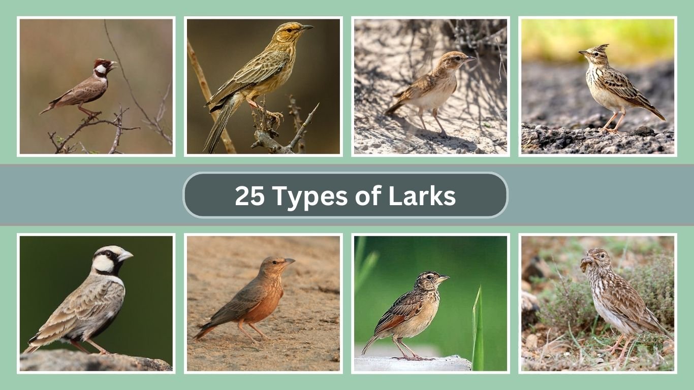 25 Types of Larks