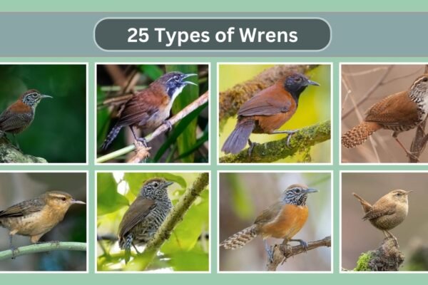 Black-throated Wren