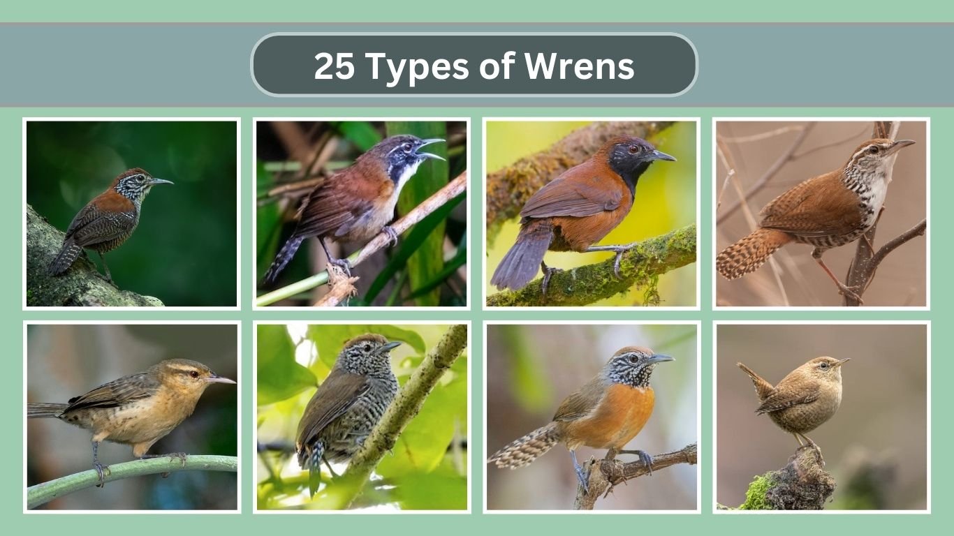 Black-throated Wren