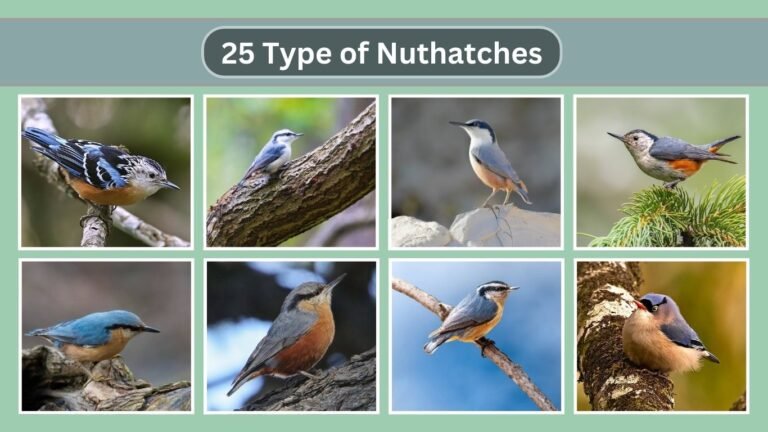 25 Type of Nuthatches