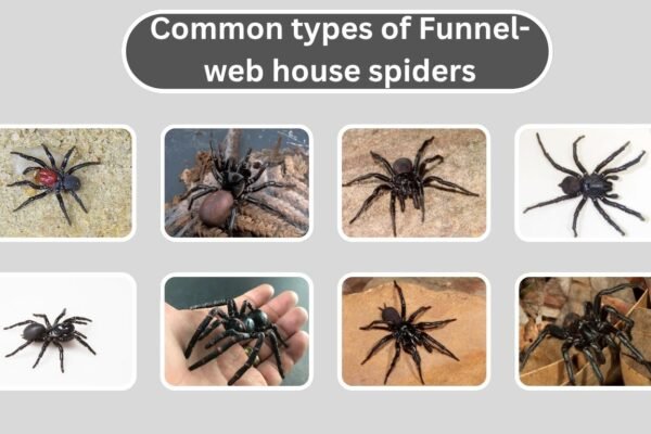 types of Funnel-web house spiders