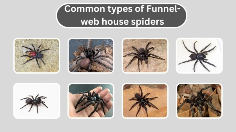 types of Funnel-web house spiders
