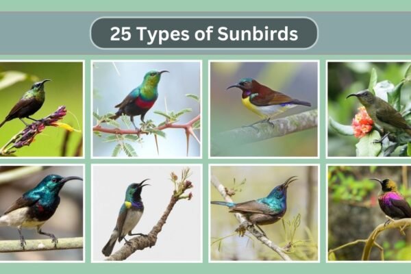 Green-throated Sunbird