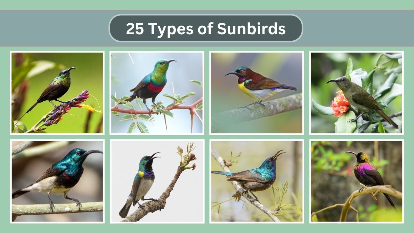 Green-throated Sunbird