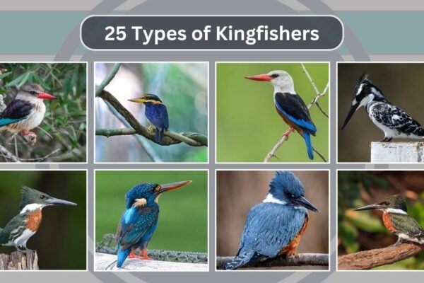 25 Types of Kingfishers