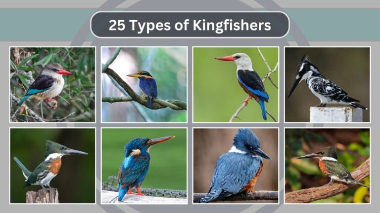 25 Types of Kingfishers: Identification With Pictures