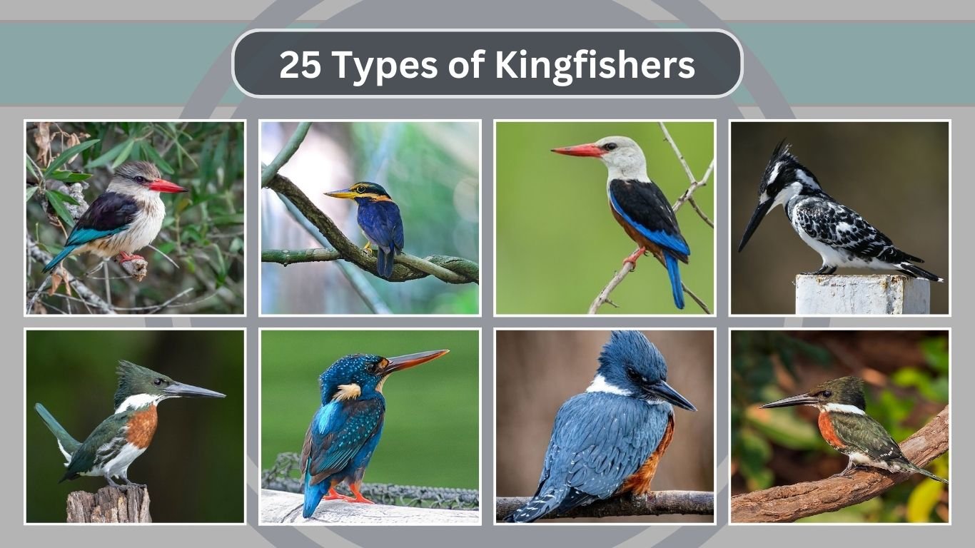 25 Types of Kingfishers