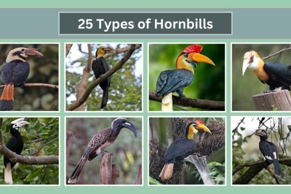 25 Types of Hornbills