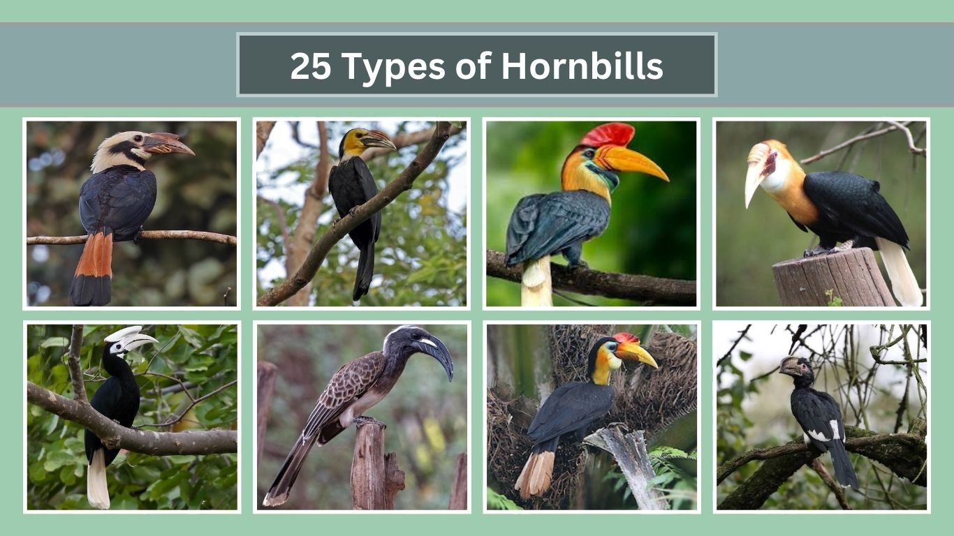 25 Types of Hornbills