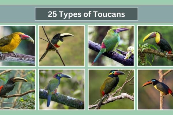 25 Types of Toucans Pictures