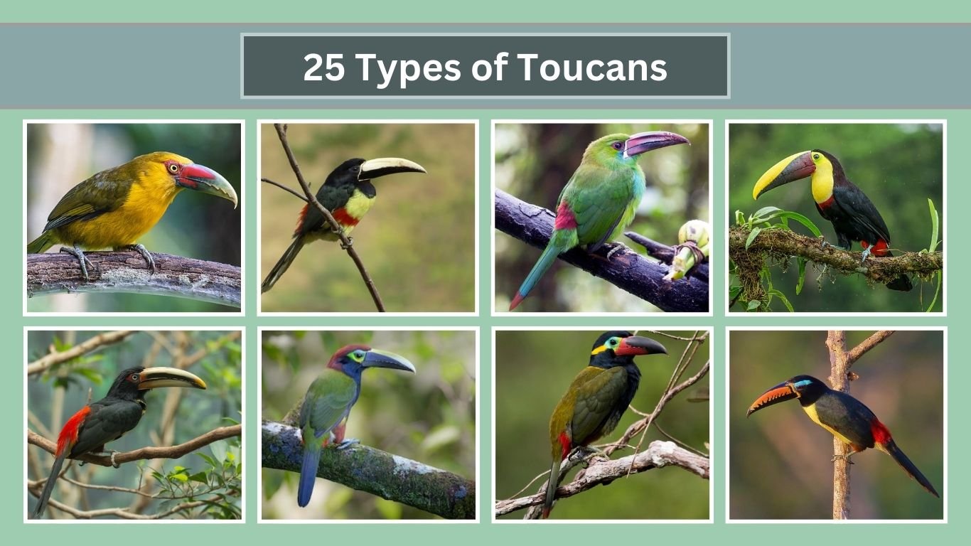 25 Types of Toucans Pictures