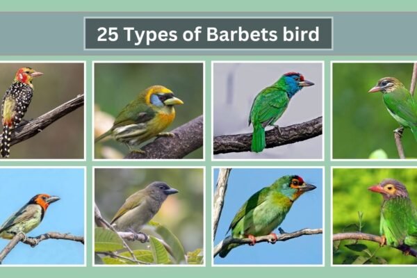 25 Types of Barbets bird