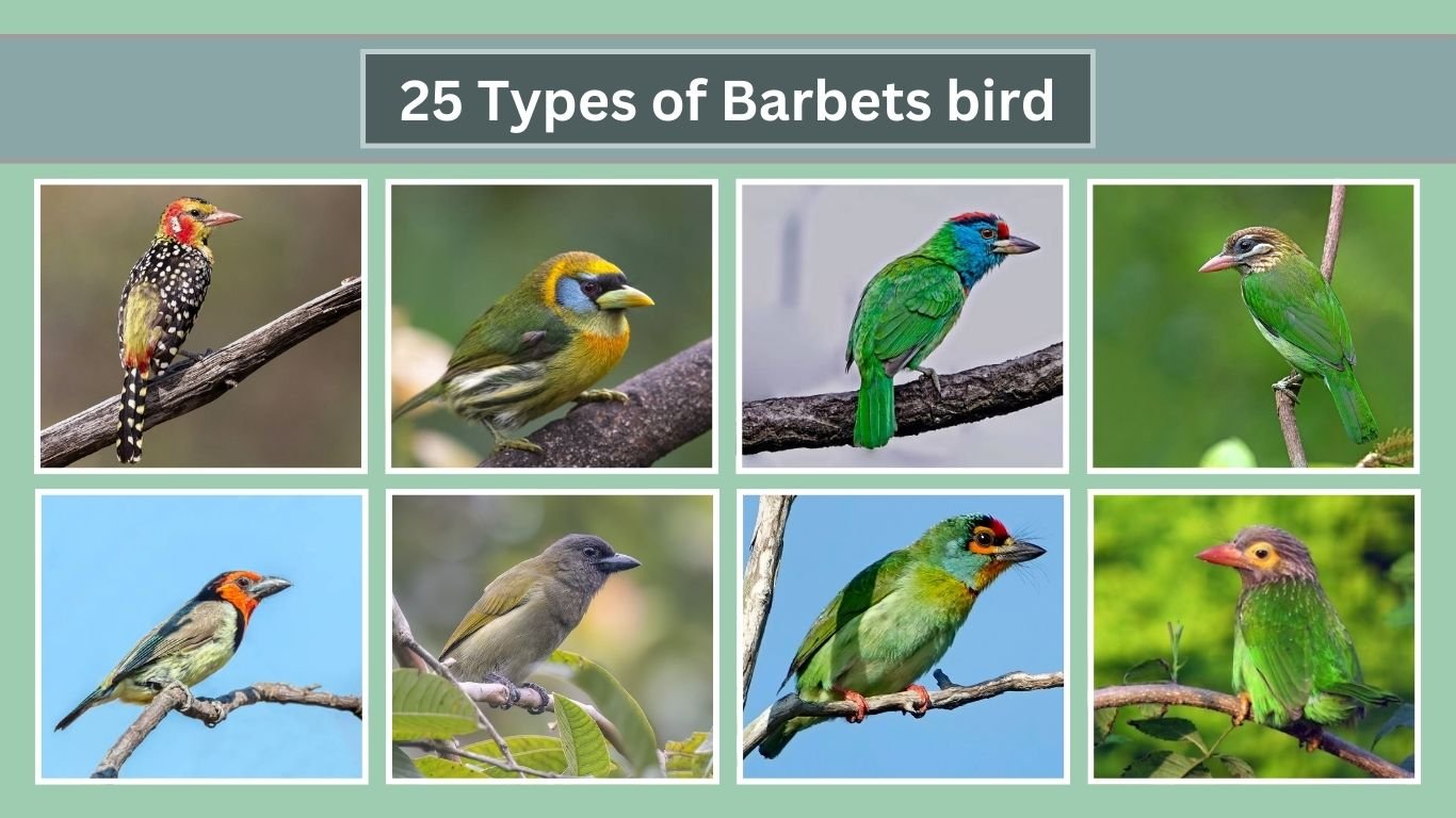 25 Types of Barbets bird