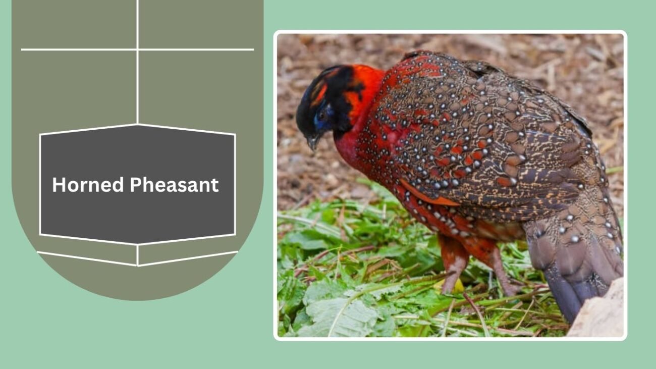 Horned Pheasant (Satyr Tragopan)