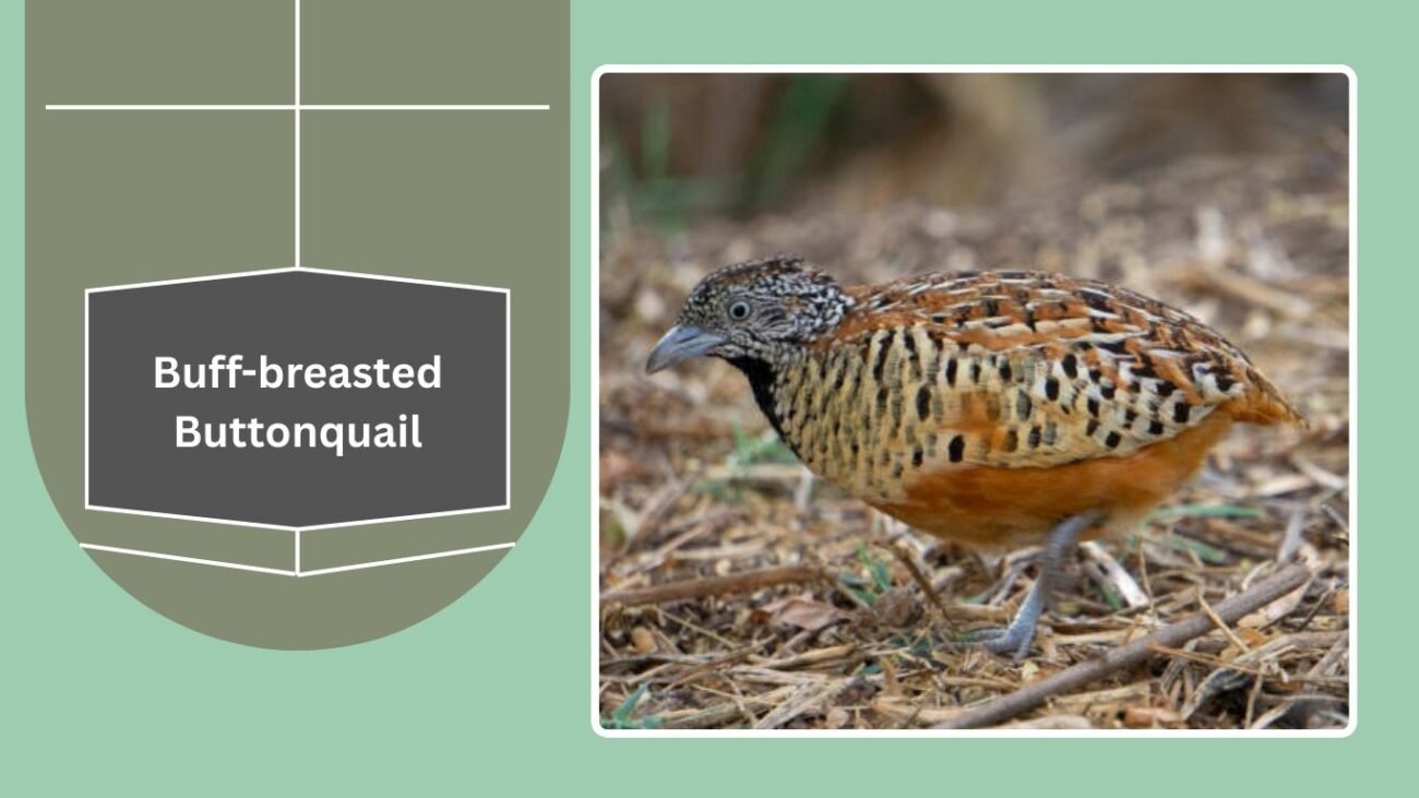 Buff-breasted Buttonquail