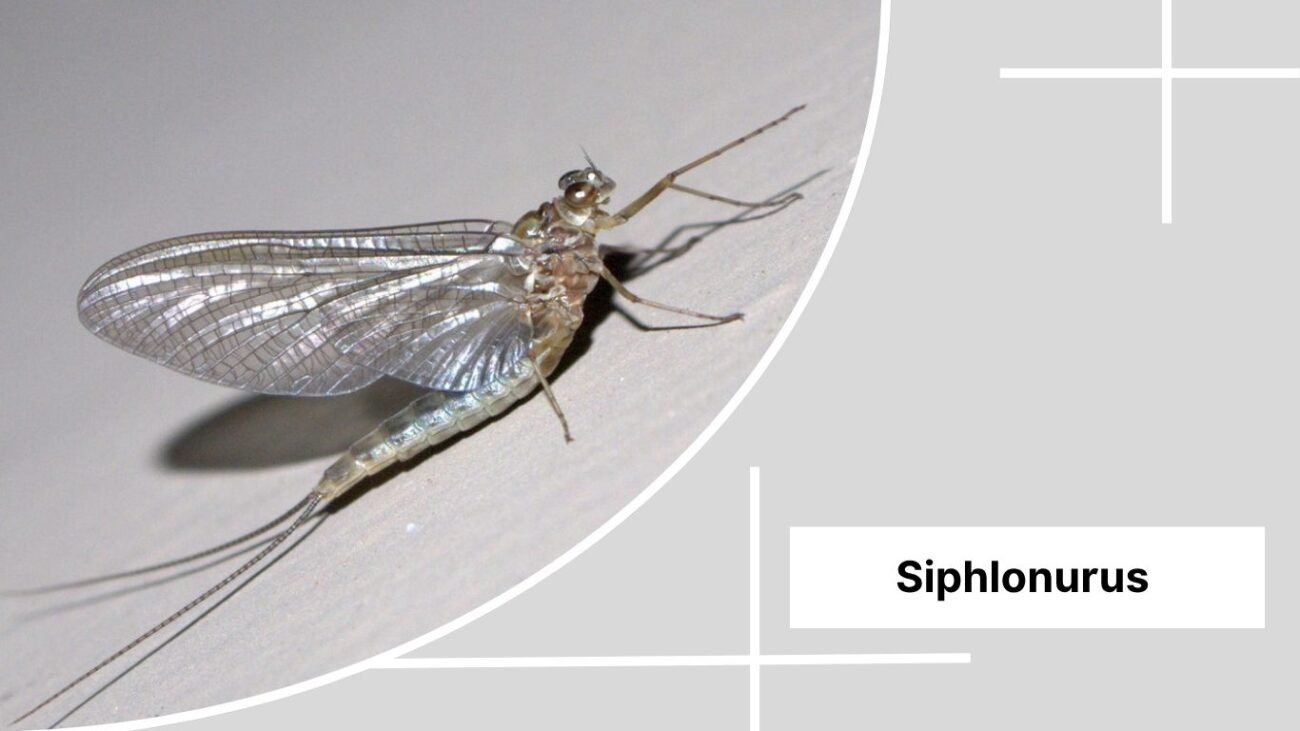 Siphlonurus