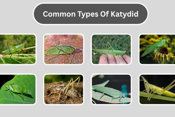 21 Types of Katydid