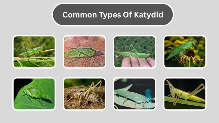 21 Types of Katydid: Identification with Pictures