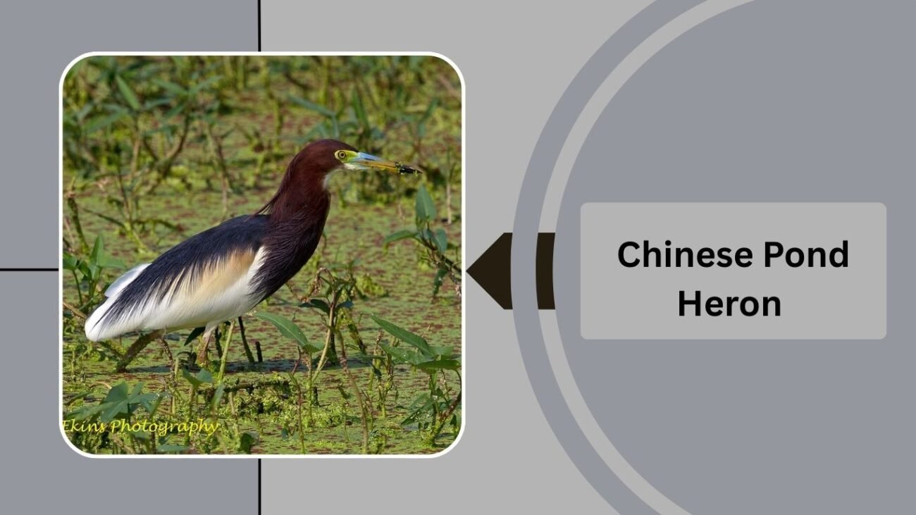 Chinese Pond Heron