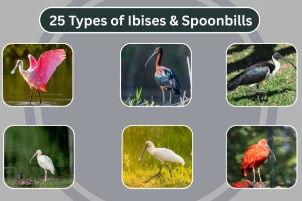 25 Types of Ibises & Spoonbills