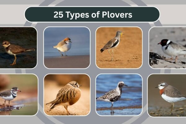 25 Types of Plovers