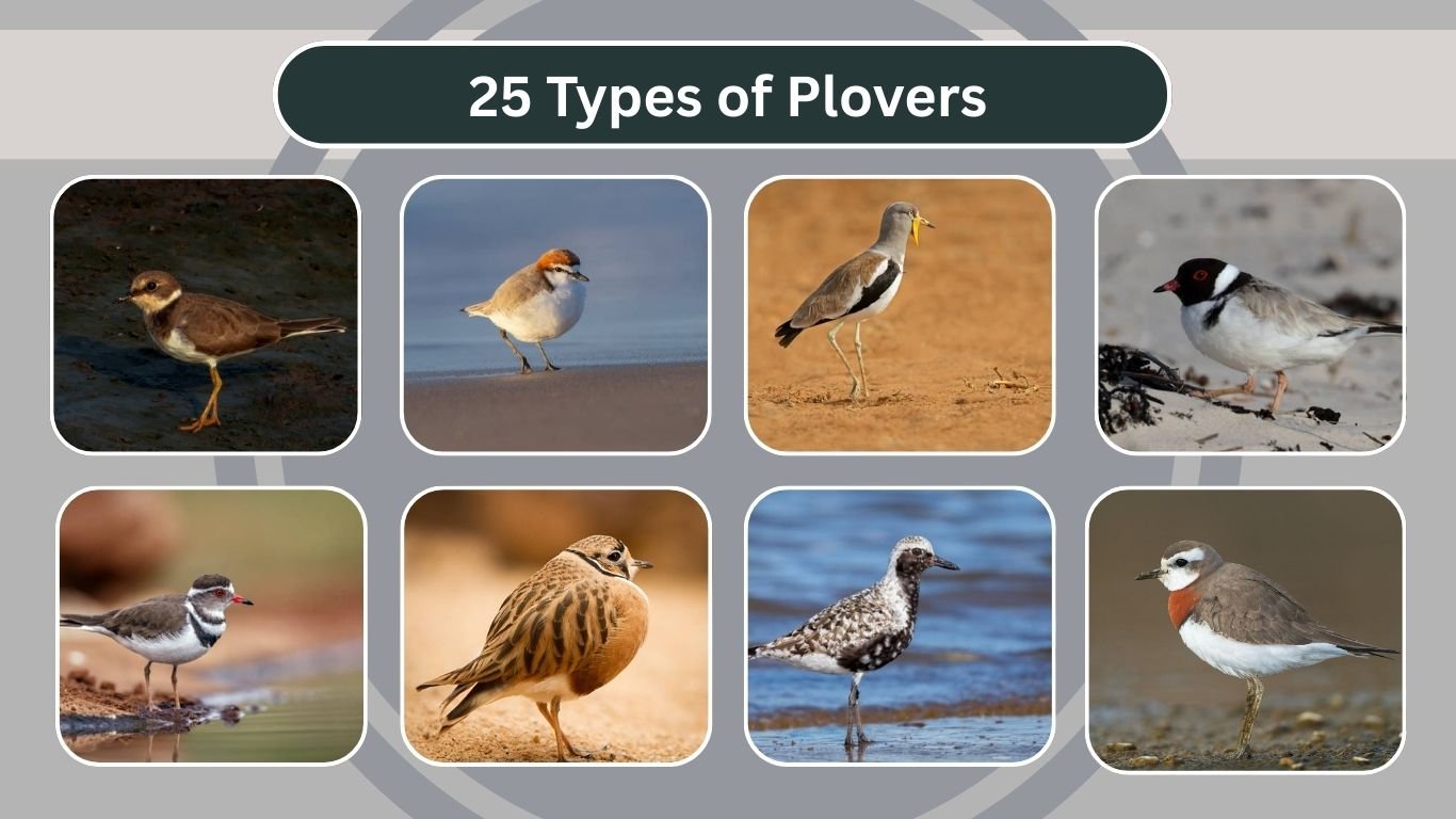 25 Types of Plovers