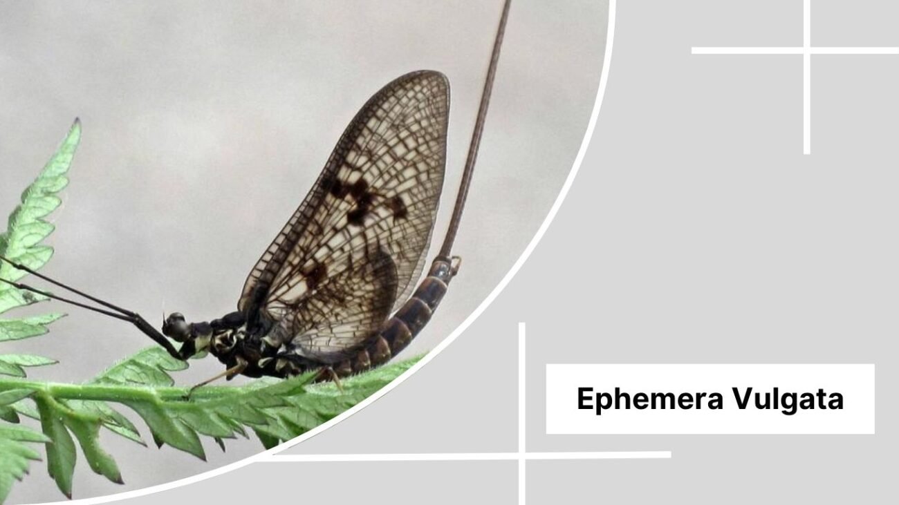 Ephemera Vulgata