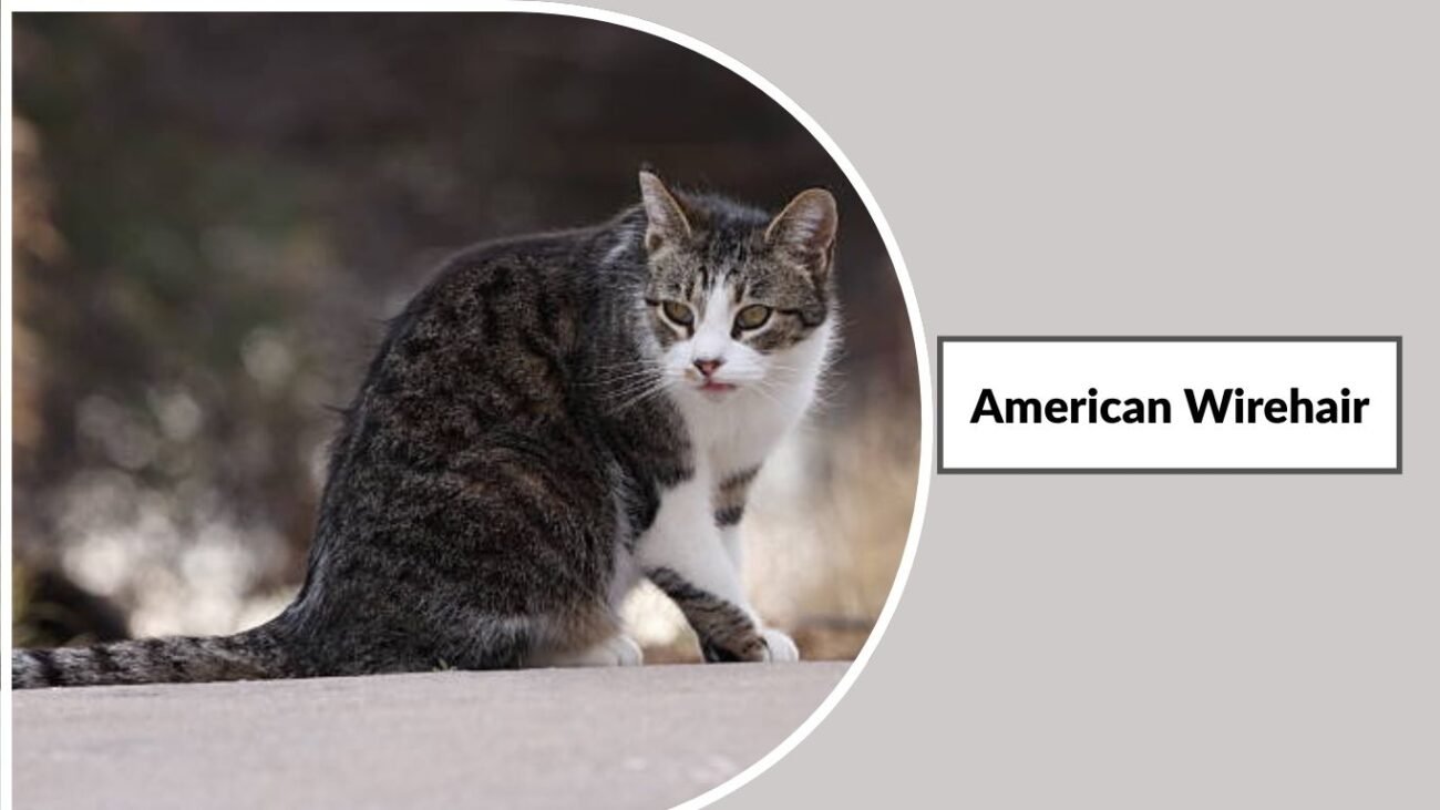 American Wirehair