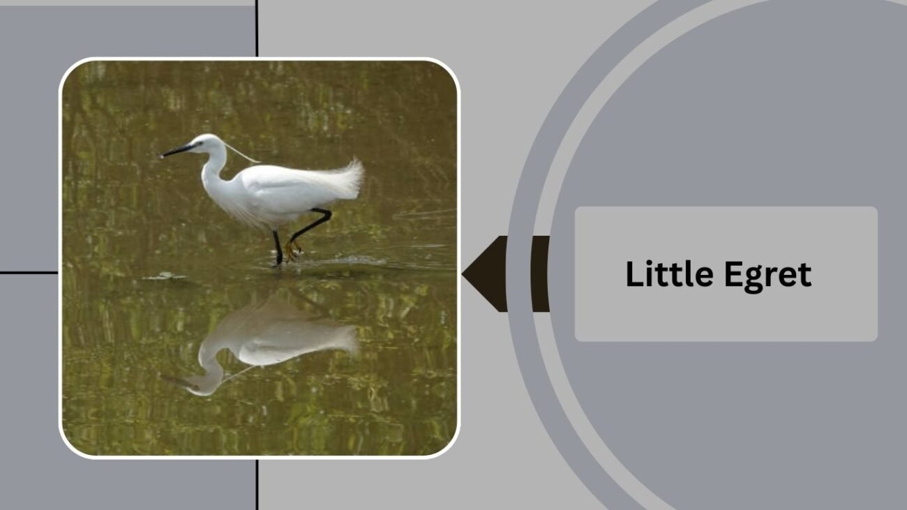 Little Egret