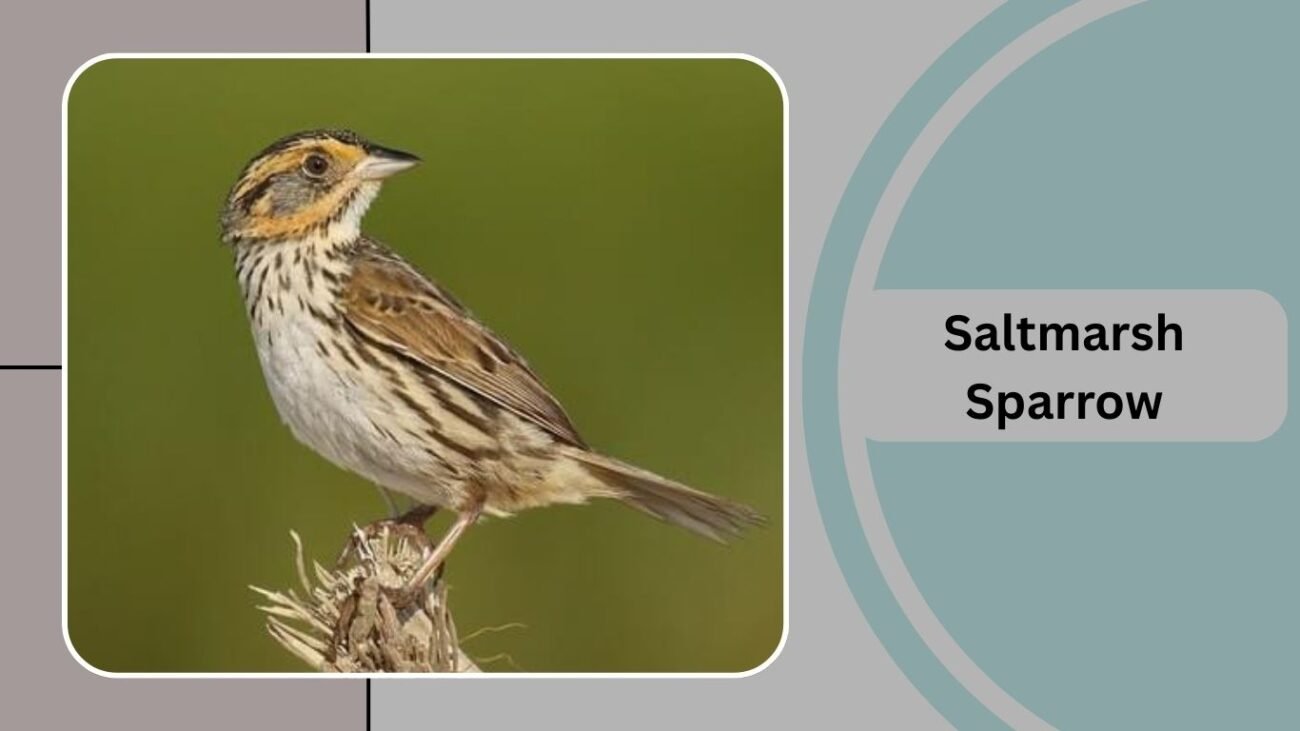 Saltmarsh Sparrow