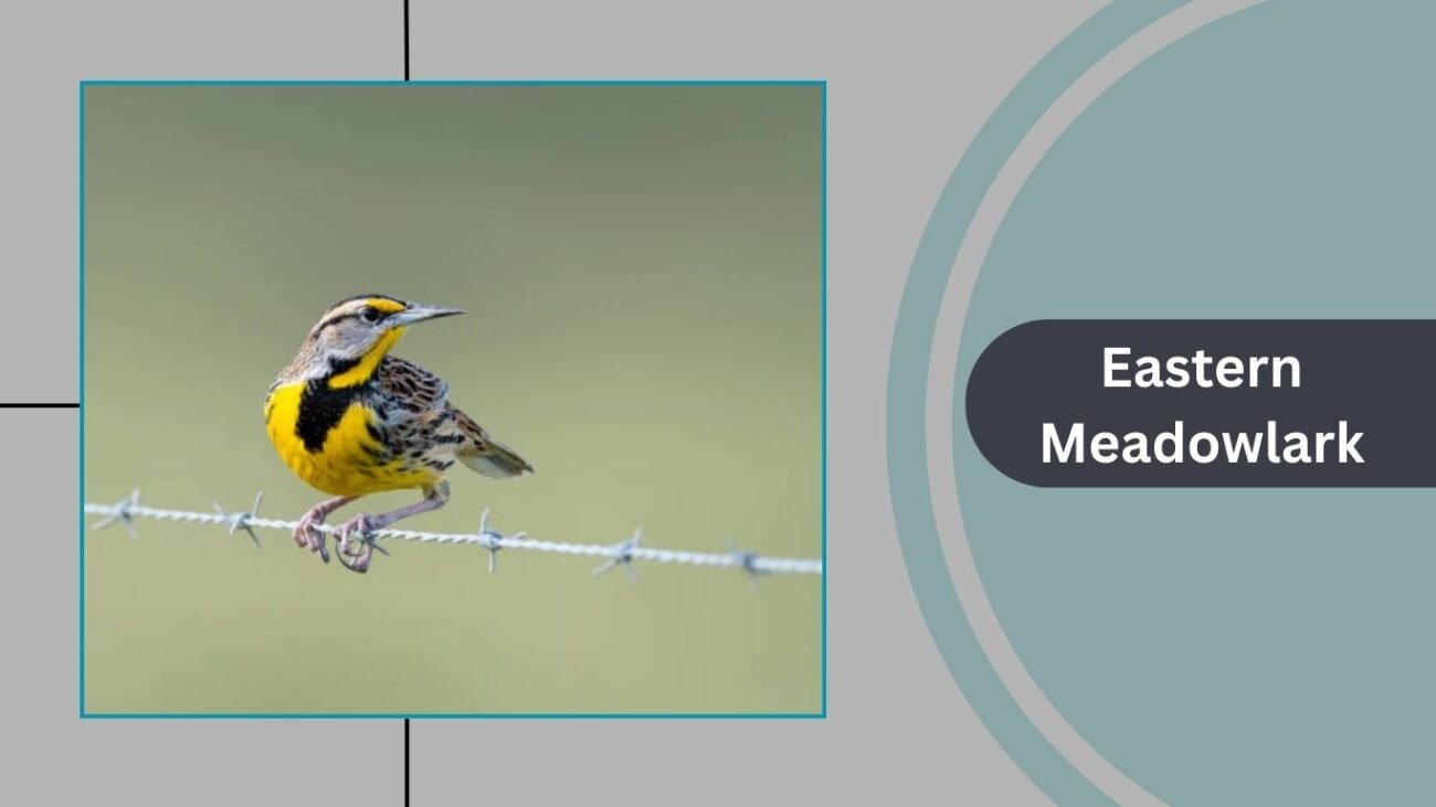 Eastern Meadowlark