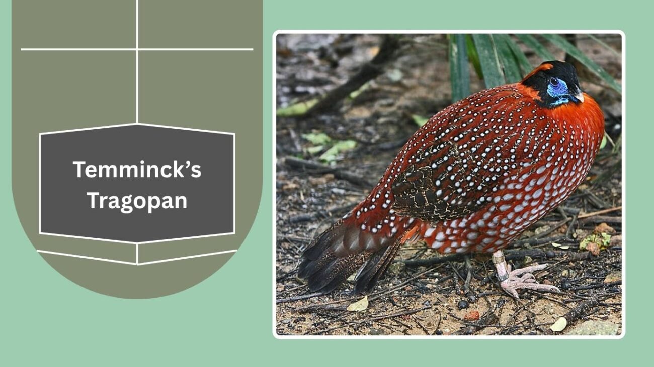 Temminck’s Tragopan