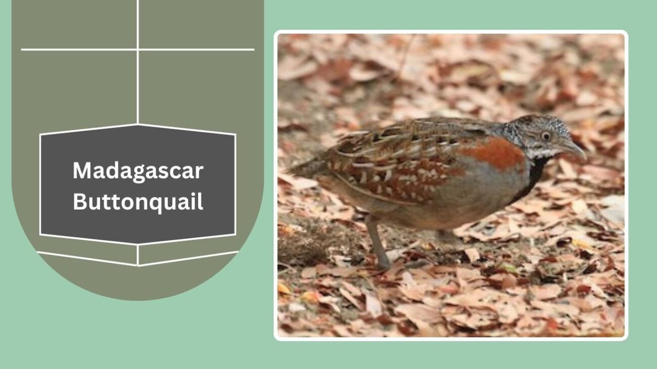 Madagascar Buttonquail