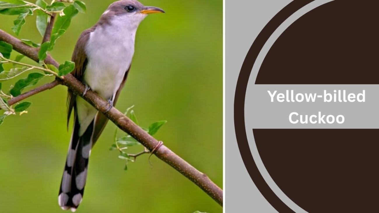 Yellow-billed Cuckoo
