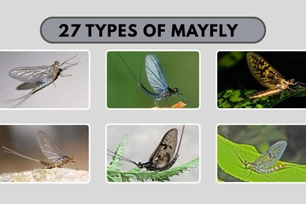27 Types of Mayfly