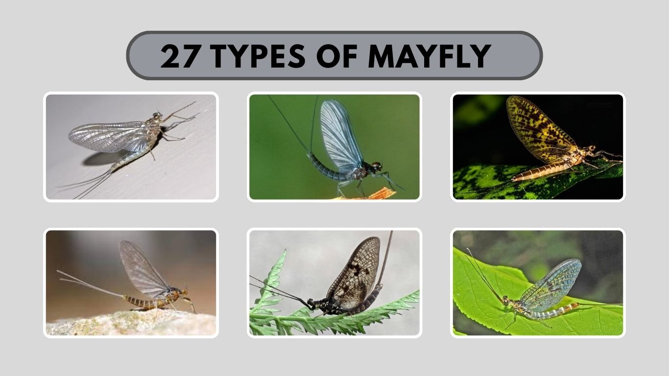 27 Types of Mayfly