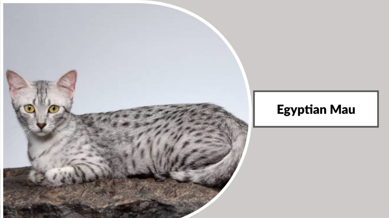 Egyptian Mau